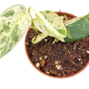 Scindapsus Scindapsus Jade Satin marble
(10 Plants/Order)(9cmP 15cmH)