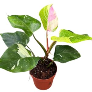 Philodendron Philodendron Fresh Aurea Tricolor
(1 Plants/Order)(14cmP 40cmH)