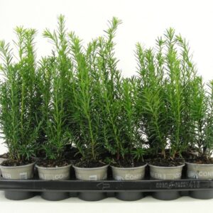 Taxus media Hicksii Taxus media 'Hicksii'
(24 Plants/Order)(9cmP 15cmH)