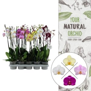 Phalaenopsis mixed Your Natural Orchid | mix 60cm | Phalaenopsis 3 spike
(10 Plants/Order)(12cmP 60cmH)