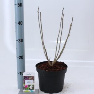 Hibiscus syriacus Woodbridge Hibiscus syr. 'Woodbridge'
(1 Plants/Order)(19cmP 50cmH)