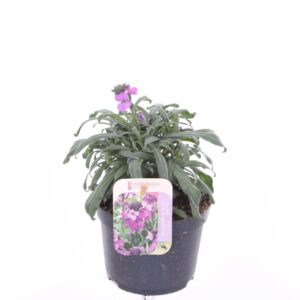 Erysimum linifolium Sup Bowl MauvE Erysimum Super Bowl Mauve
(8 Plants/Order)(13cmP 25cmH)