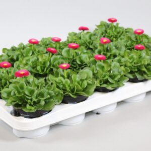 Bellis perennis Rushe Bellis speed star pink
(9 Plants/Order)(10.5cmP 10cmH)