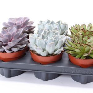 Echeveria mixed Echeveria mix 12
(6 Plants/Order)(12cmP 12cmH)