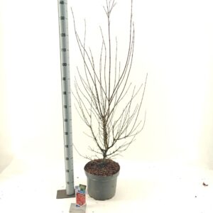 Acer palmatum Jerre Schwartz Acer pal. 'Jerre Schwartz'
(1 Plants/Order)(29cmP 130cmH)