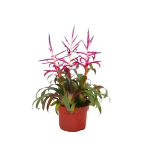 Tillandsia Mora Toef Tillandsia Mora 12 cm
(6 Plants/Order)(12cmP 30cmH)