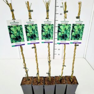 Aristolochia macrophyll Aristolochia macrophylla 80CMC2
(1 Plants/Order)(17cmP 100cmH)