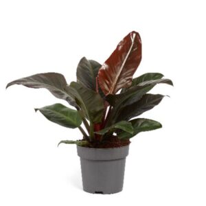 Philodendron Imperial Red Philodendron Imperial Red 24cm
(1 Plants/Order)(24cmP 70cmH)