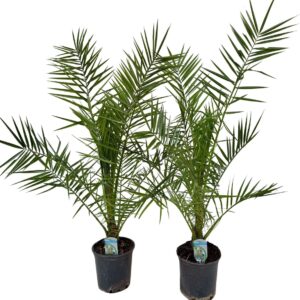 Phoenix canariensis Phoenix canariensis P18 IT
(1 Plants/Order)(18cmP 110cmH)