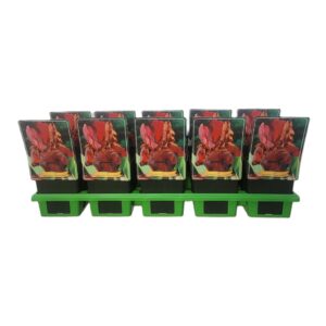 Iris germanica Iris germanica 'Sultan's Palace' P11
(10 Plants/Order)(11cmP 25cmH)