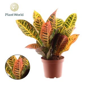 Codiaeum Petra Croton Petra kopstek 3-5 pp
(14 Plants/Order)(12cmP 30cmH)