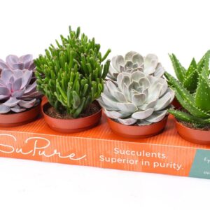Succulenten mix Succulent mix 12
(8 Plants/Order)(12cmP 12cmH)