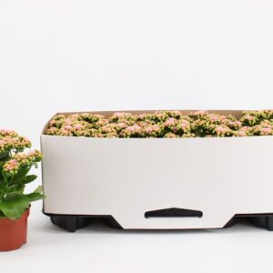 Kalanchoe Rosalina Don Alano Kalanchoe Double Pink-White, in kraag
(10 Plants/Order)(10.5cmP 23cmH)