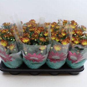Chrysanthemum Rainbow Circus Chrysanthemum Rainbow Circus Stadium 2
(8 Plants/Order)(14cmP 27cmH)