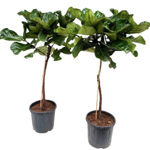 Ficus lyrata P30 stam
(1 Plants/Order)(30cmP 160cmH)