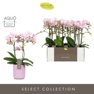 Phalaenopsis Angel Eyes Optimost Angel Eyes 2 spike in Molise Lilac Aquo
(6 Plants/Order)(12cmP 45cmH)