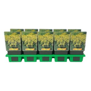 Alchemilla mollis Alchemilla mollis P11
(10 Plants/Order)(11cmP 25cmH)