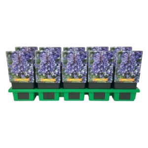 Nepeta Neptune Nepeta kubanica 'Neptune' P11
(10 Plants/Order)(11cmP 25cmH)