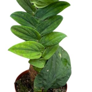 other plants Rhapidpaphora Korthalsii
(8 Plants/Order)(14cmP 30cmH)