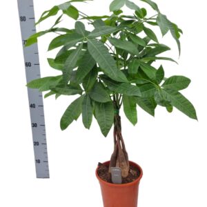 Pachira aquatica Pachira aquatica 19 cm 35 Wood
(3 Plants/Order)(19cmP 70cmH)