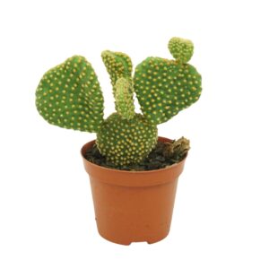 Opuntia microdasys cristata 8,5 cm
(12 Plants/Order)(8.5cmP 12cmH)