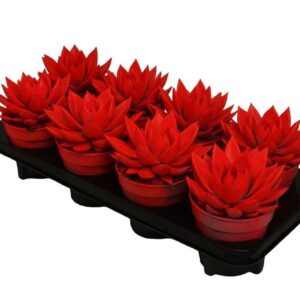 Echeveria Miranda Miranda coloured neon red
(6 Plants/Order)(12cmP 15cmH)
