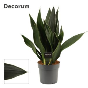 Sansevieria Sansevieria Black Diamond 14 cm (Decorum)
(7 Plants/Order)(14cmP 40cmH)