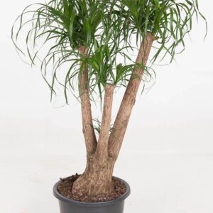 Nolina recurvata Beaucarnea busch P41 - 3ft
(1 Plants/Order)(41cmP 130cmH)