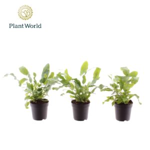 Phlebodium Blue Star Phlebodium Blue Star 7 cm
(28 Plants/Order)(7cmP 20cmH)