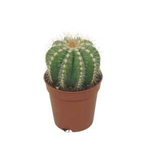 Cactus Notocactus magnificus 5,5 cm
(20 Plants/Order)(5.5cmP 8cmH)