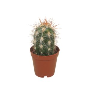 Cactus Oreocereus trollii 5,5 cm
(20 Plants/Order)(5.5cmP 8cmH)