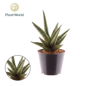 Sansevieria Cylindrica Sansevieria 'Helios Dwarf'
(21 Plants/Order)(8.5cmP 20cmH)