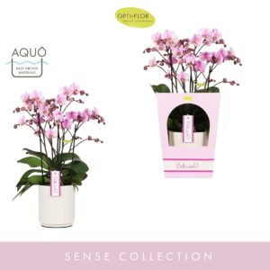 Phalaenopsis Multiflora Bellissimo Angelo in Molise White Aquo Giftbox
(3 Plants/Order)(15cmP 50cmH)