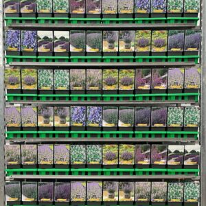 Nepeta Nepeta mix CC P11
(10 Plants/Order)(11cmP 25cmH)