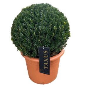 Taxus media Groenland Taxus media 'Groenland' ball p28 (th) 40-45 ©
(1 Plants/Order)(28cmP 36cmH)