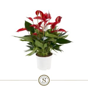 Anthurium Banderola Roja Anthurium Mille Fleurs Roja 17cm
(6 Plants/Order)(17cmP 55cmH)