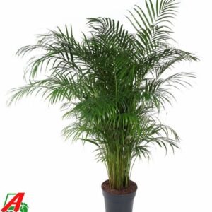 Chrysalidocarpus Dypsis Lutescens(Areca) P31-150
(1 Plants/Order)(31cmP 150cmH)