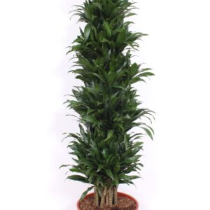 Dracaena Compacta Dracaena Compacta
(1 Plants/Order)(34cmP 160cmH)