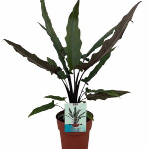 Alocasia Lauterbachiana Alocasia Lauterbachiana (Peat Free / Veenvrij)
(1 Plants/Order)(19cmP 75cmH)
