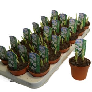 Galanthus nivalis Galanthus nivalis Dubble
(22 Plants/Order)(9cmP 12cmH)
