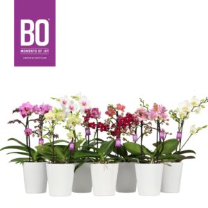 Phalaenopsis mixed Flora P12 BO mix 2 spike in Zoë White
(6 Plants/Order)(12cmP 40cmH)