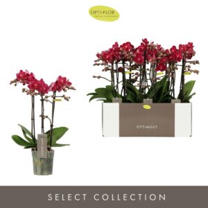 Phalaenopsis Multifl. typ Red Lion Optimost Red Lion 3 spike
(10 Plants/Order)(12cmP 45cmH)