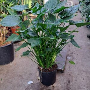 Alocasia cucullata Alocasia Cucullata XXL
(1 Plants/Order)(35cmP 130cmH)