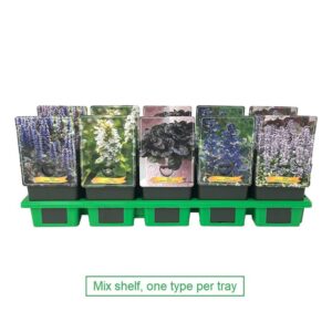 Ajuga Ajuga mix laag P11
(10 Plants/Order)(11cmP 25cmH)