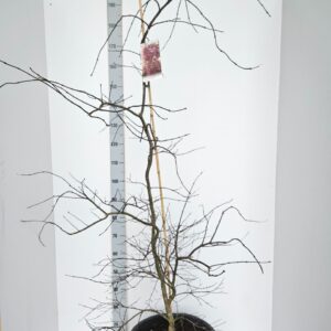 Acer palmatum Inaba-shidare Acer palmatum 'Inaba-Shidare'
(1 Plants/Order)(43cmP 160cmH)