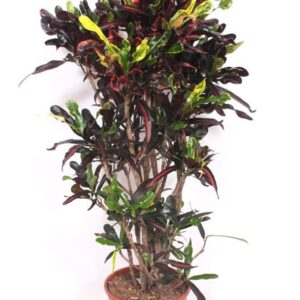 Codiaeum Mammi Codiaeum Mammi (Croton)
(1 Plants/Order)(30cmP 140cmH)