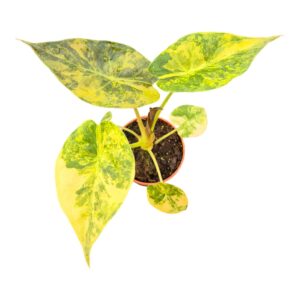 Alocasia Alocasia Wentii Variegata
(20 Plants/Order)(7cmP 20cmH)