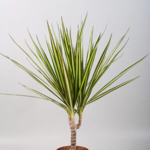 Dracaena Sunray Dracaena Sunray one stam
(10 Plants/Order)(12cmP 40cmH)