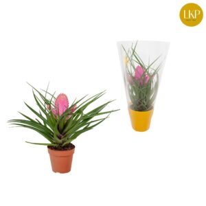 Tillandsia Josée Tillandsia Josee pink (Met Hoes)
(11 Plants/Order)(10.5cmP 30cmH)