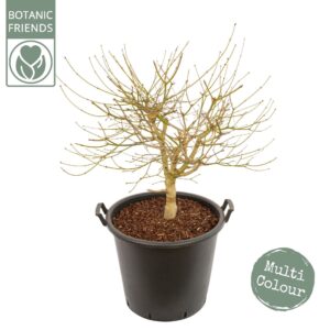 Acer shirasawanum Acer shirasawanum 'Moonrise' ®
(1 Plants/Order)(50cmP 140cmH)